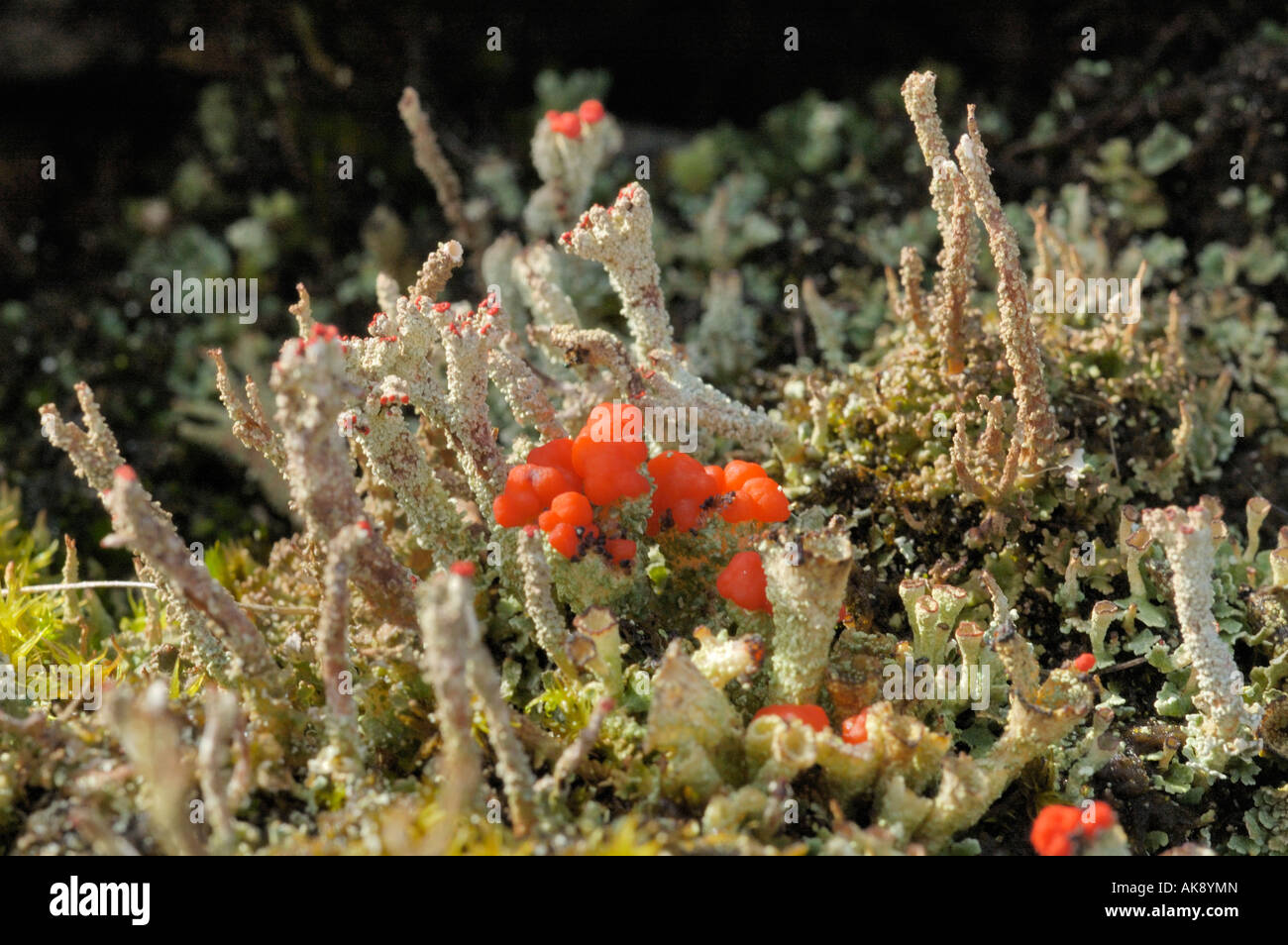 Cladonia licheni Foto Stock