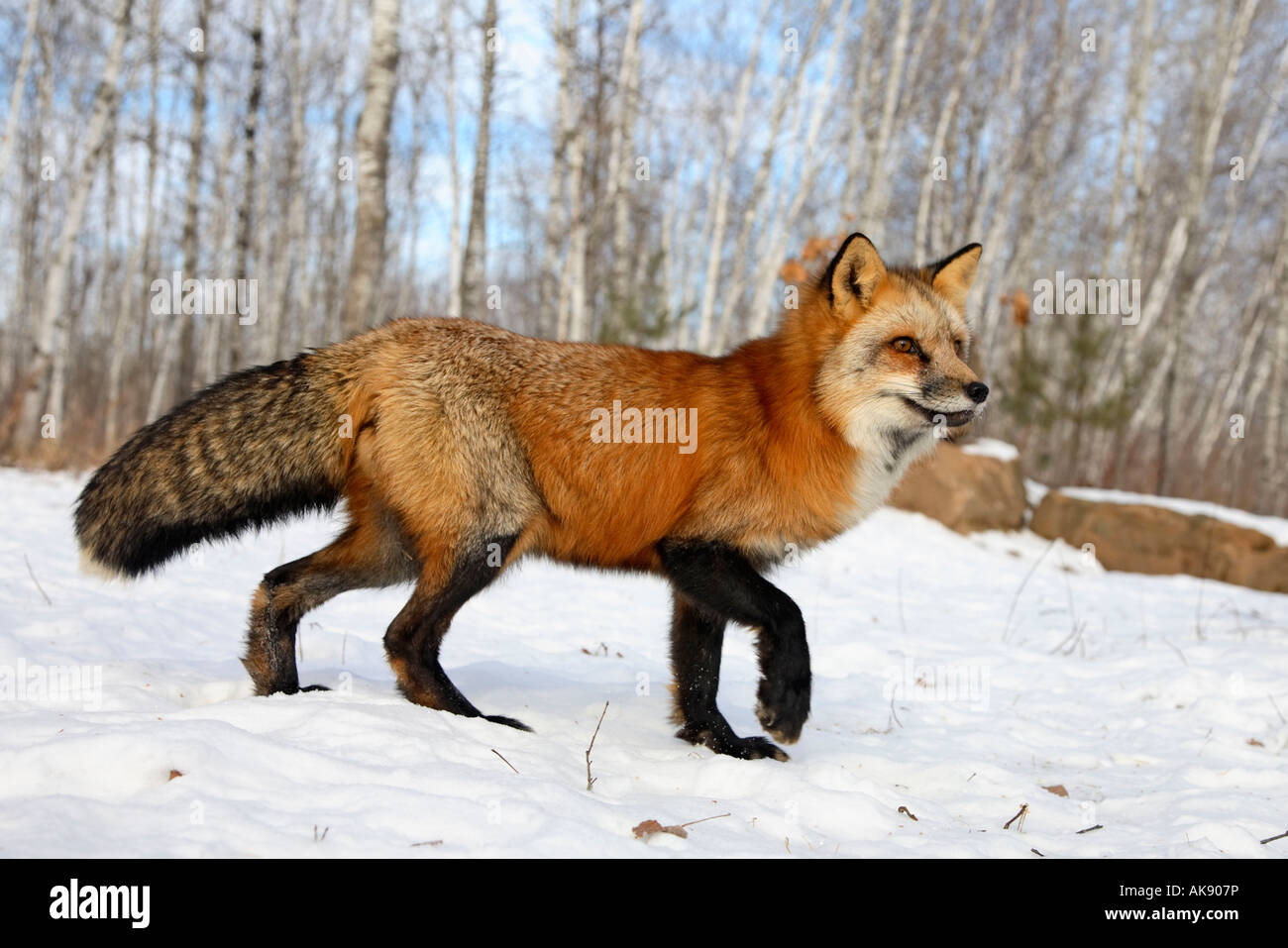 American Red Fox Foto Stock