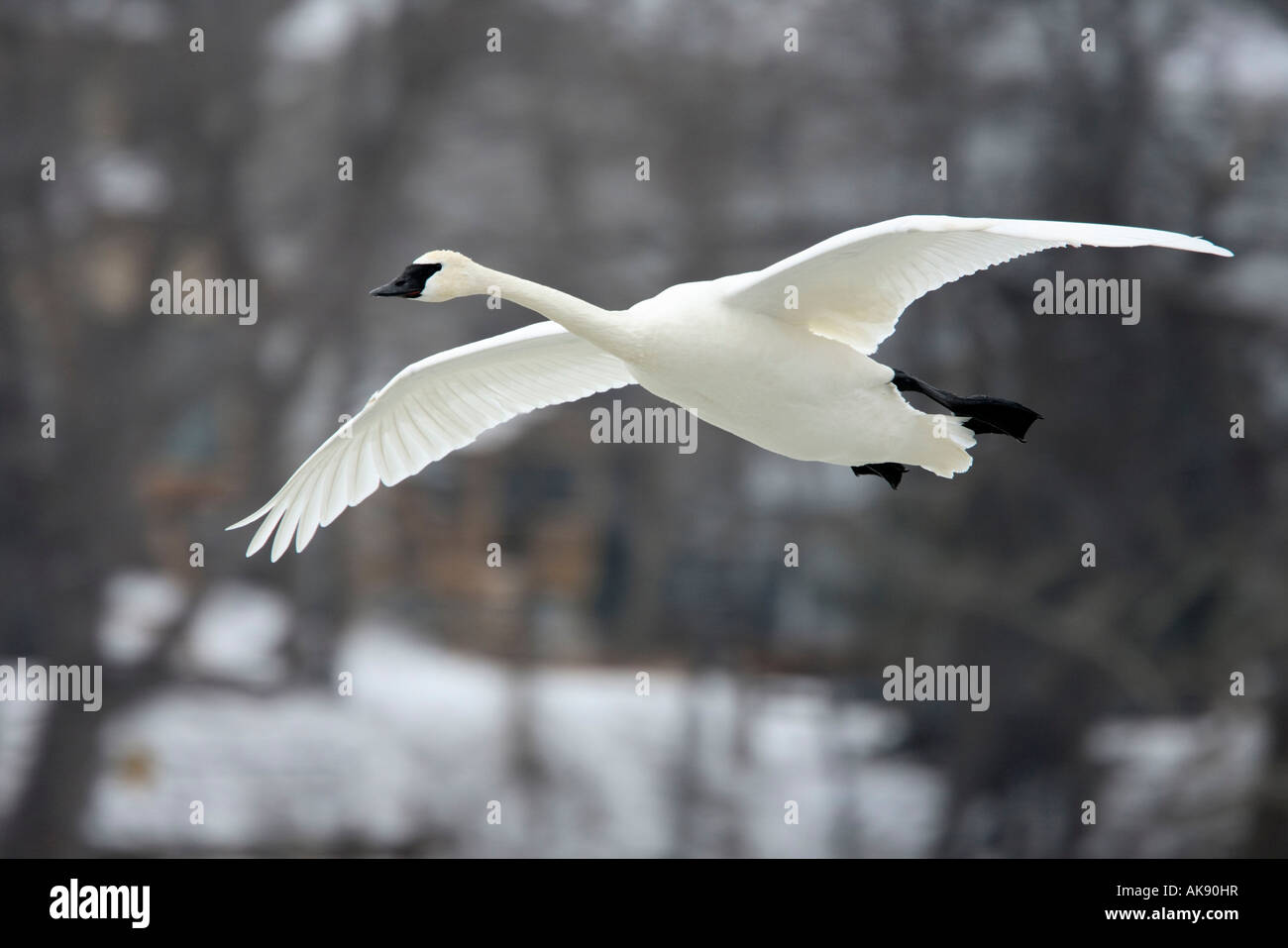 Trumpeter Swan Foto Stock