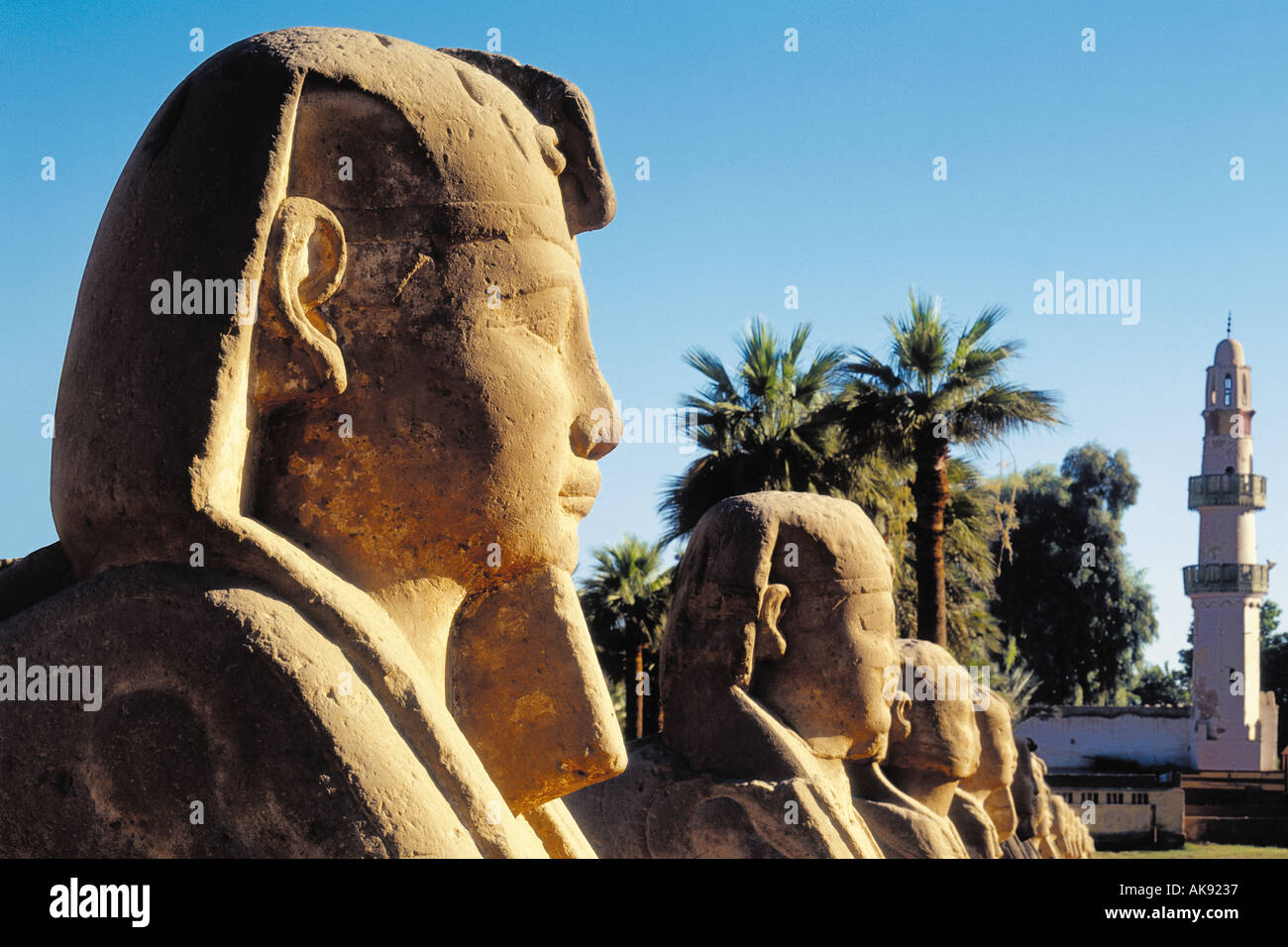 Egitto Vicolo di sphinx presso il tempio di Luxor Foto Stock