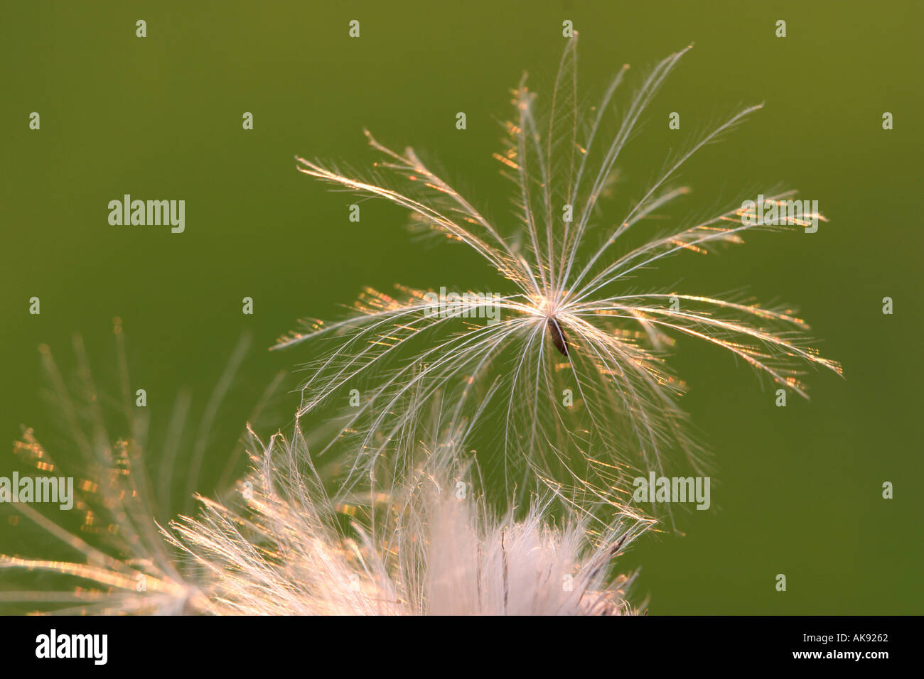 Creeping Thistle seedhead della Renania settentrionale-Vestfalia Germania Cirsium arvense Acker Kratzdistel Fruchtstand Nordrhein Westfalen Foto Stock