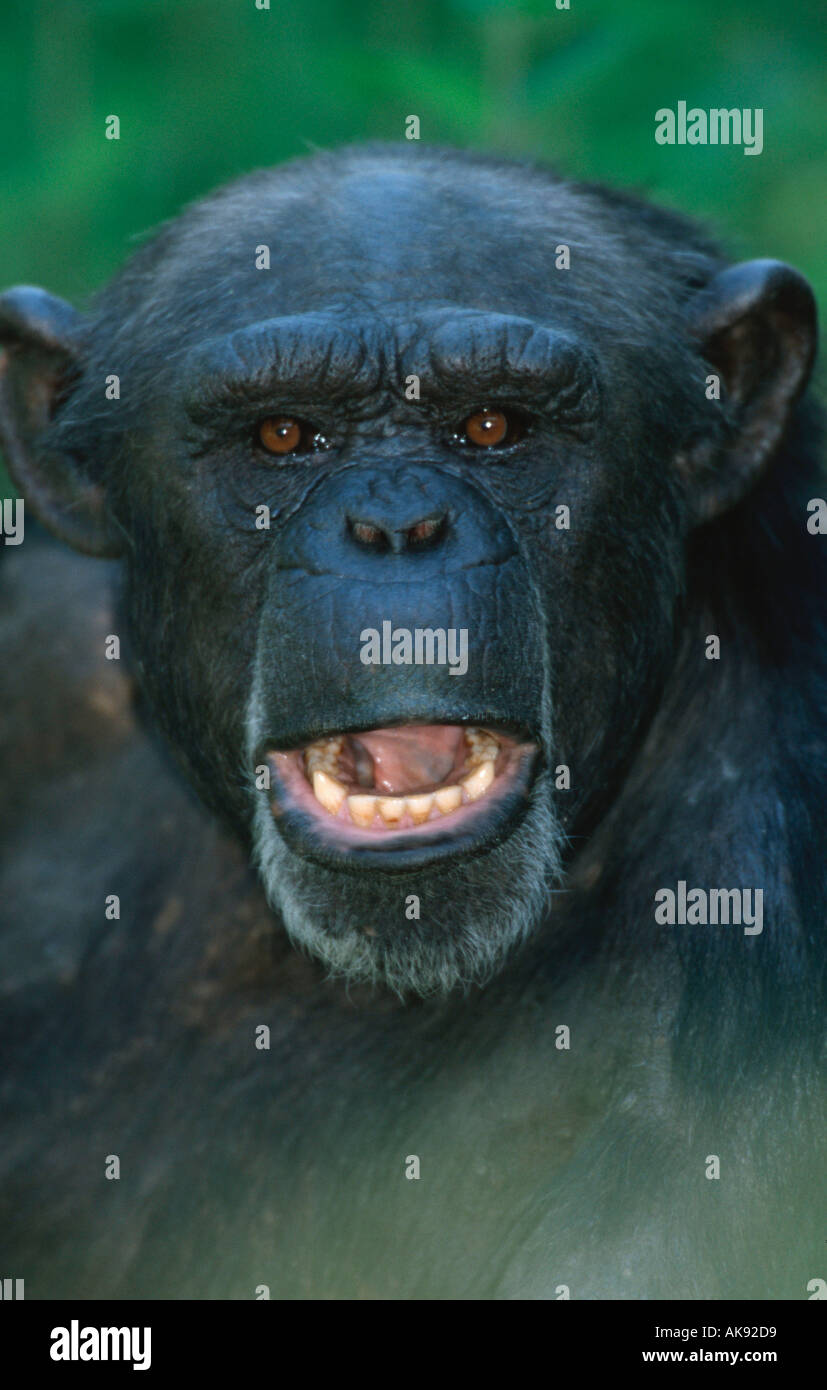 Uno scimpanzé Pan troglodytes Schimpanse Afrika africa Saeugetiere animali mammiferi Menschenaffen Primaten scimmie primati aussen Foto Stock