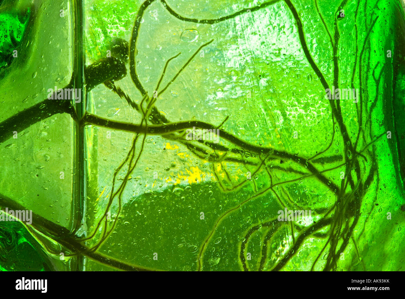 Le radici della pianta il radicamento in acqua Vaso di vetro verde Foto Stock