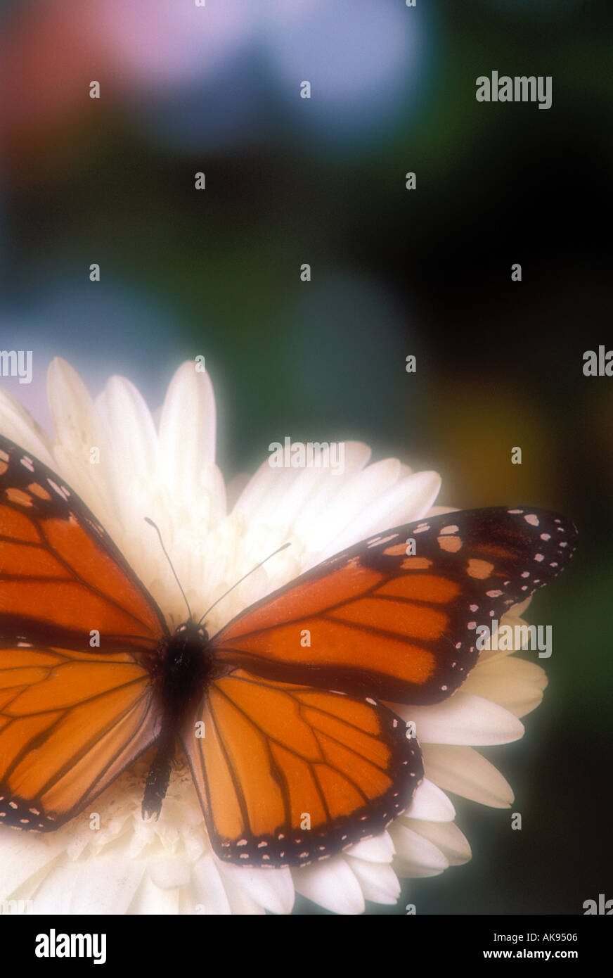 Farfalla monarca in appoggio su una molla bianco fiore Foto Stock