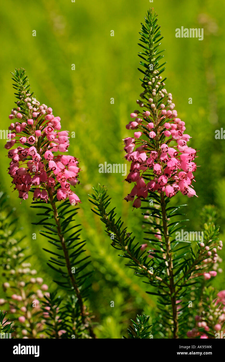 Brughiera della Cornovaglia Foto Stock