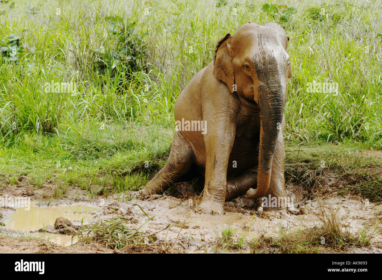 Elphant seduti in un mudhole Udawalawe parco nazionale di Uva Provincia dello Sri Lanka Foto Stock