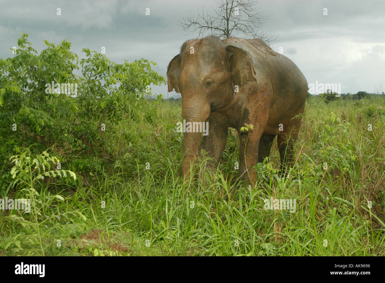 Elphant in erba alta Udawalawe parco nazionale di Uva Provincia dello Sri Lanka Foto Stock