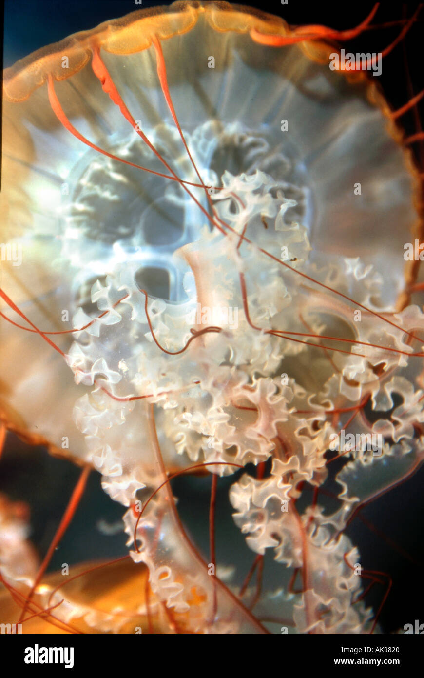 Tentacoli di medusa immagini e fotografie stock ad alta risoluzione - Alamy