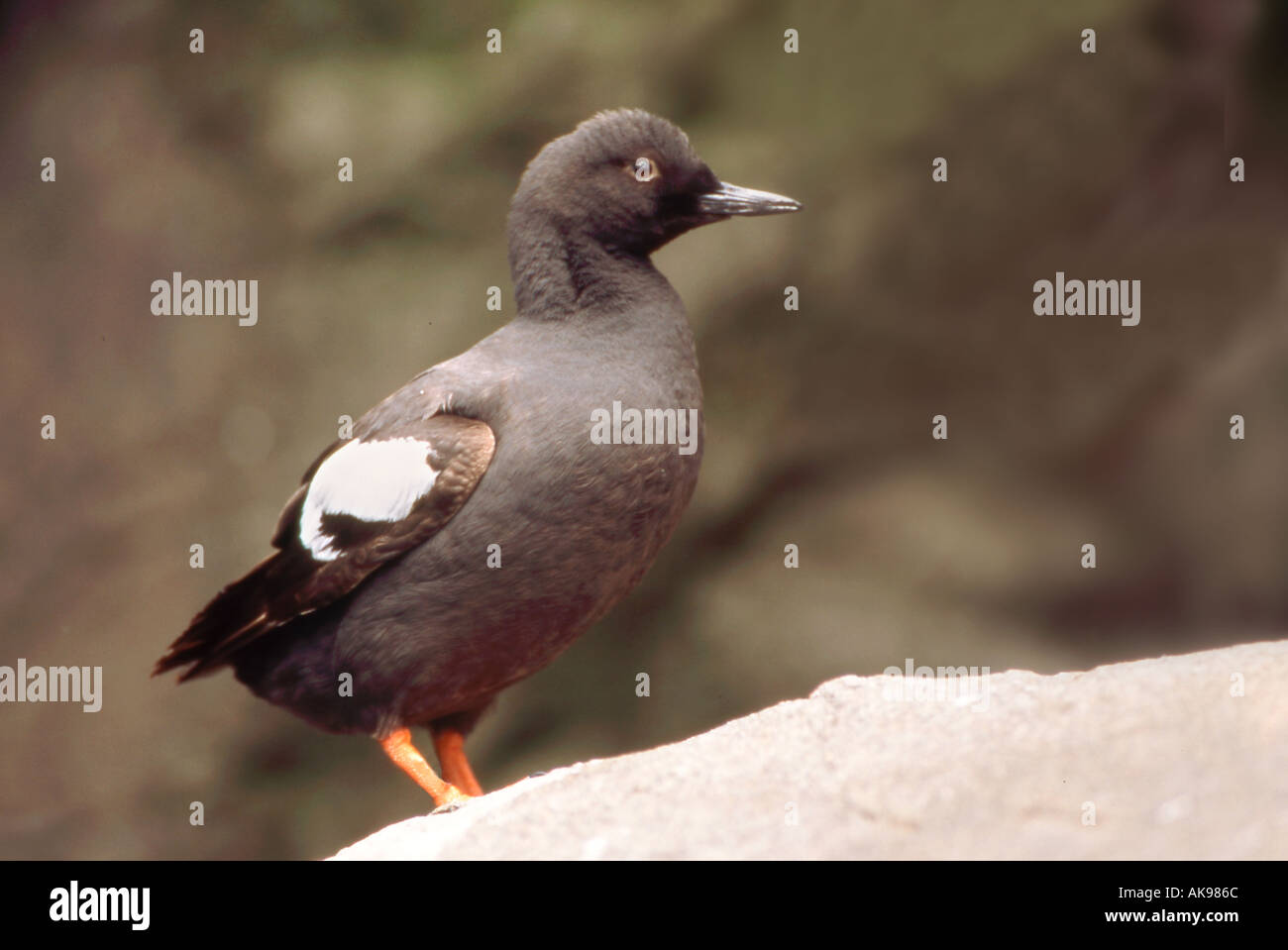 Il piccione nero Guillemot Foto Stock