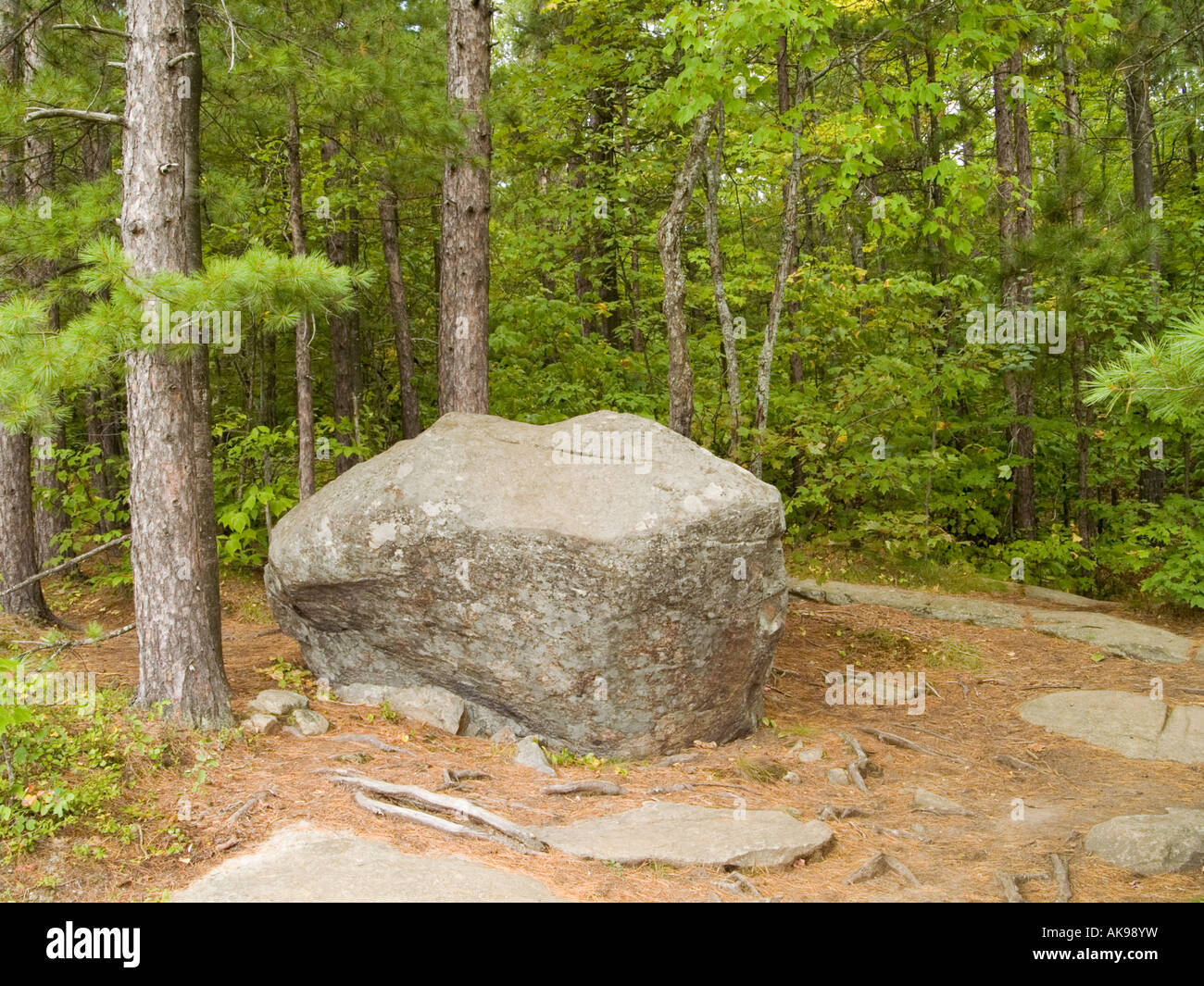 Una grande roccia al centro di una radura boschiva a Algonquin Provincial Park, Ontario Canada Foto Stock