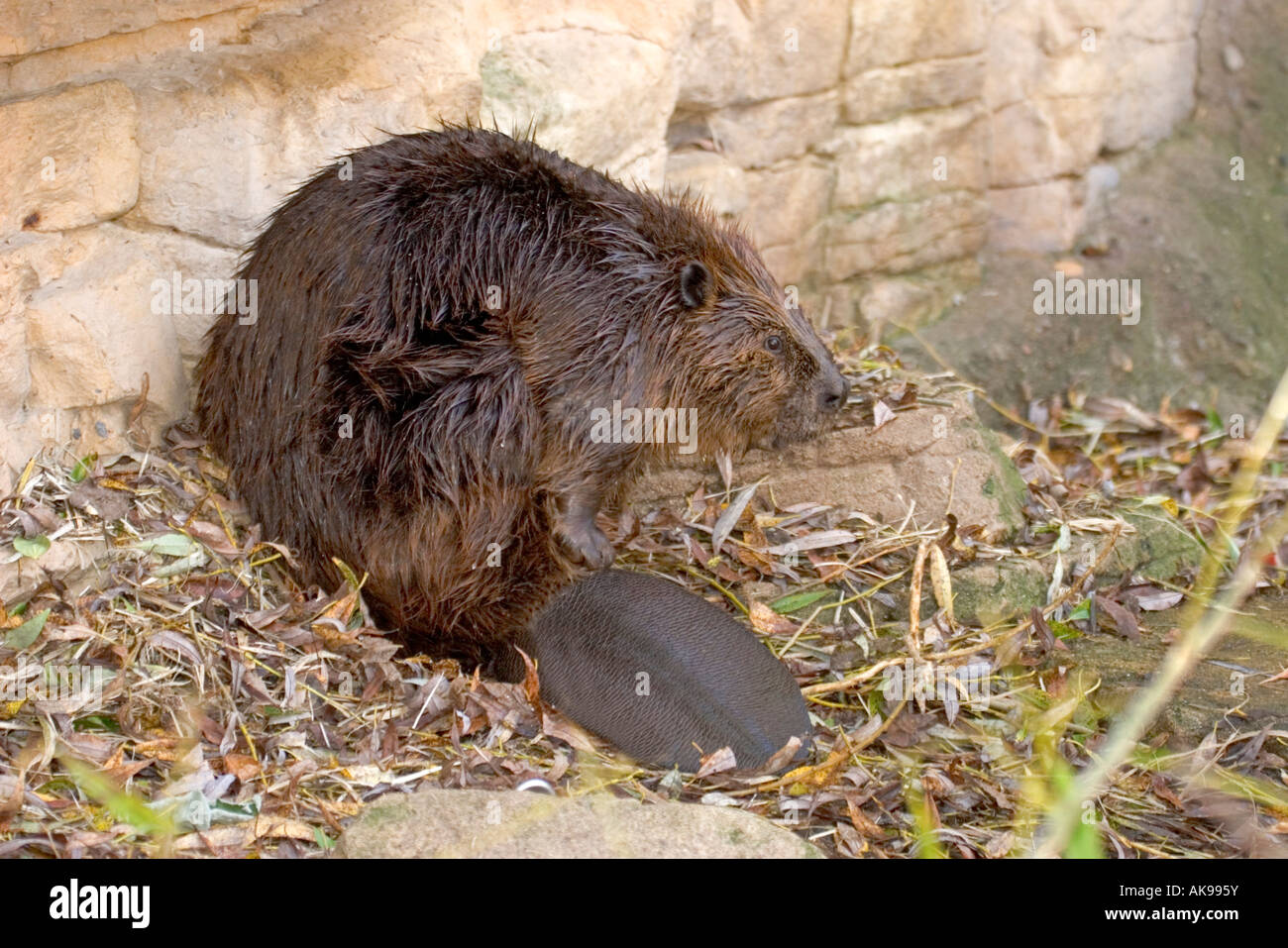 Beaver Castor canadensis Minnesota Zoo Minneapolis Minnesota Stati Uniti 30 settembre adulto Foto Stock