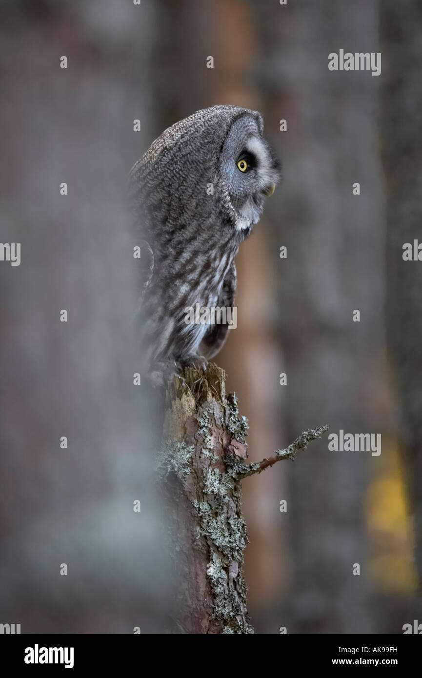 Grande Gufo grigio Strix nebulosa nel bosco Foto Stock