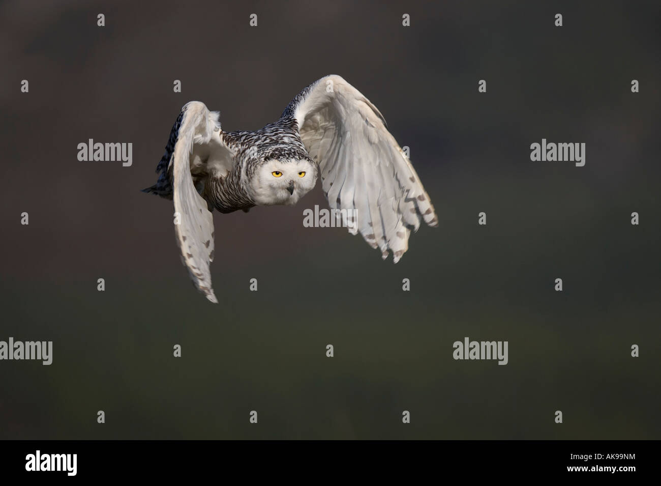 Uccello civetta delle nevi Nyctea scandiaca in volo Foto Stock