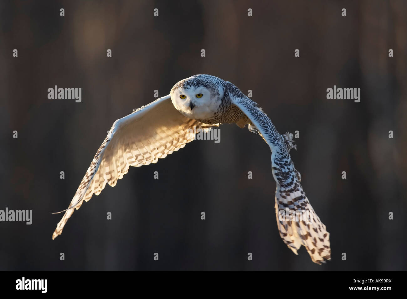 Uccello civetta delle nevi Nyctea scandiaca nel tardo golden light light Foto Stock
