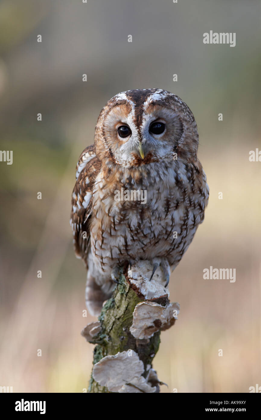 Bird Allocco Strix aluco in foresta Foto Stock
