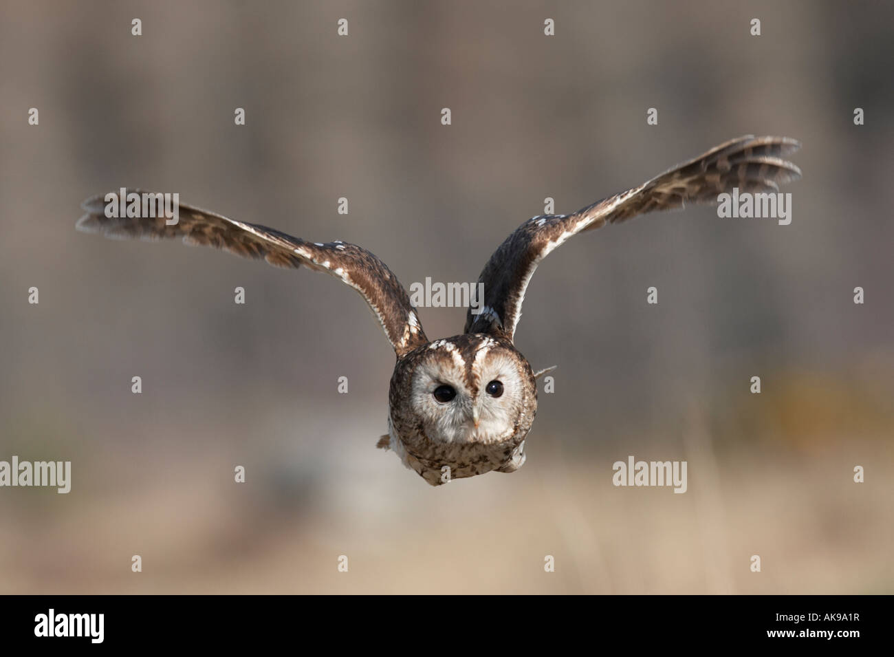Bird Allocco Strix aluco in volo Foto Stock