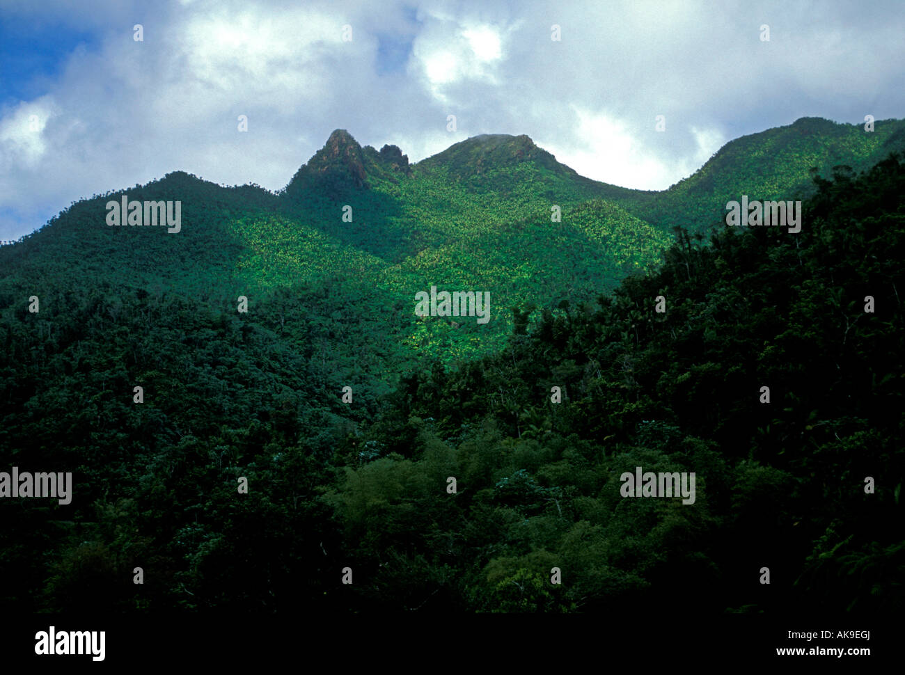 El Yunque National Forest Riserve, dei Caraibi National Forest, Stati Uniti National Park Service, Puerto Rico Foto Stock