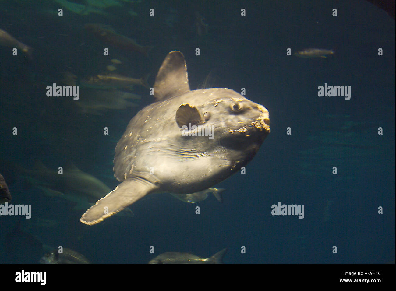 OCEAN SUNFISH Mola mola Foto Stock