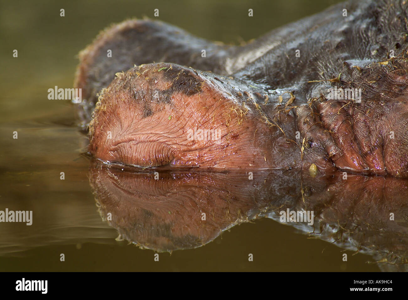 Ippopotamo dormire in acqua di Hippopotamus amphibius riflessione di occhio Foto Stock