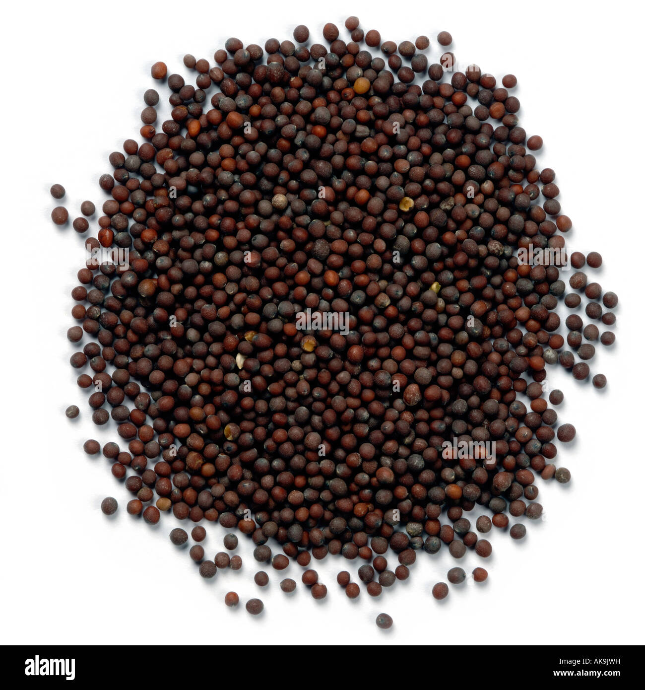 Nero semi di senape Foto Stock