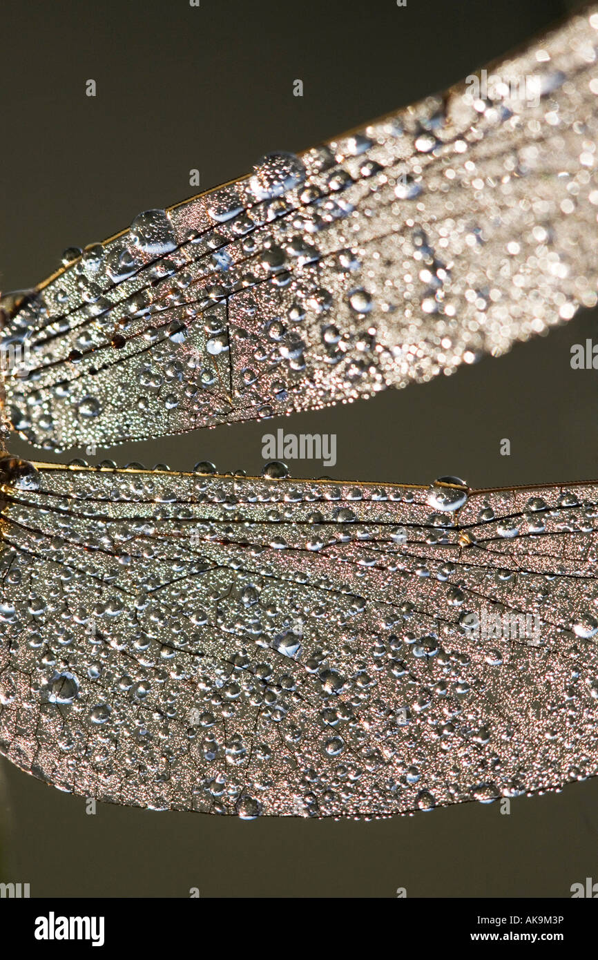 Orthetrum sabina. Snello skimmer dragonfly coperti in gocce di rugiada. India Foto Stock