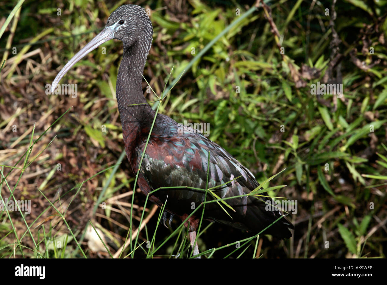 Ibis lucido in inverno piumaggio- Plegadis falcinellus Foto Stock