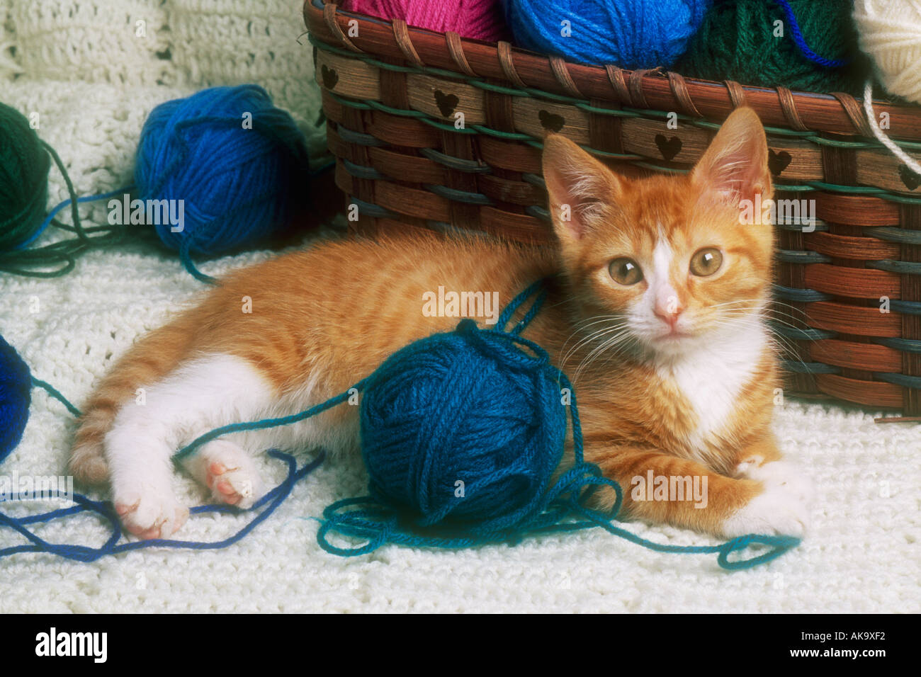 8 settimane vecchio Golgen Tabby Kitten Foto Stock