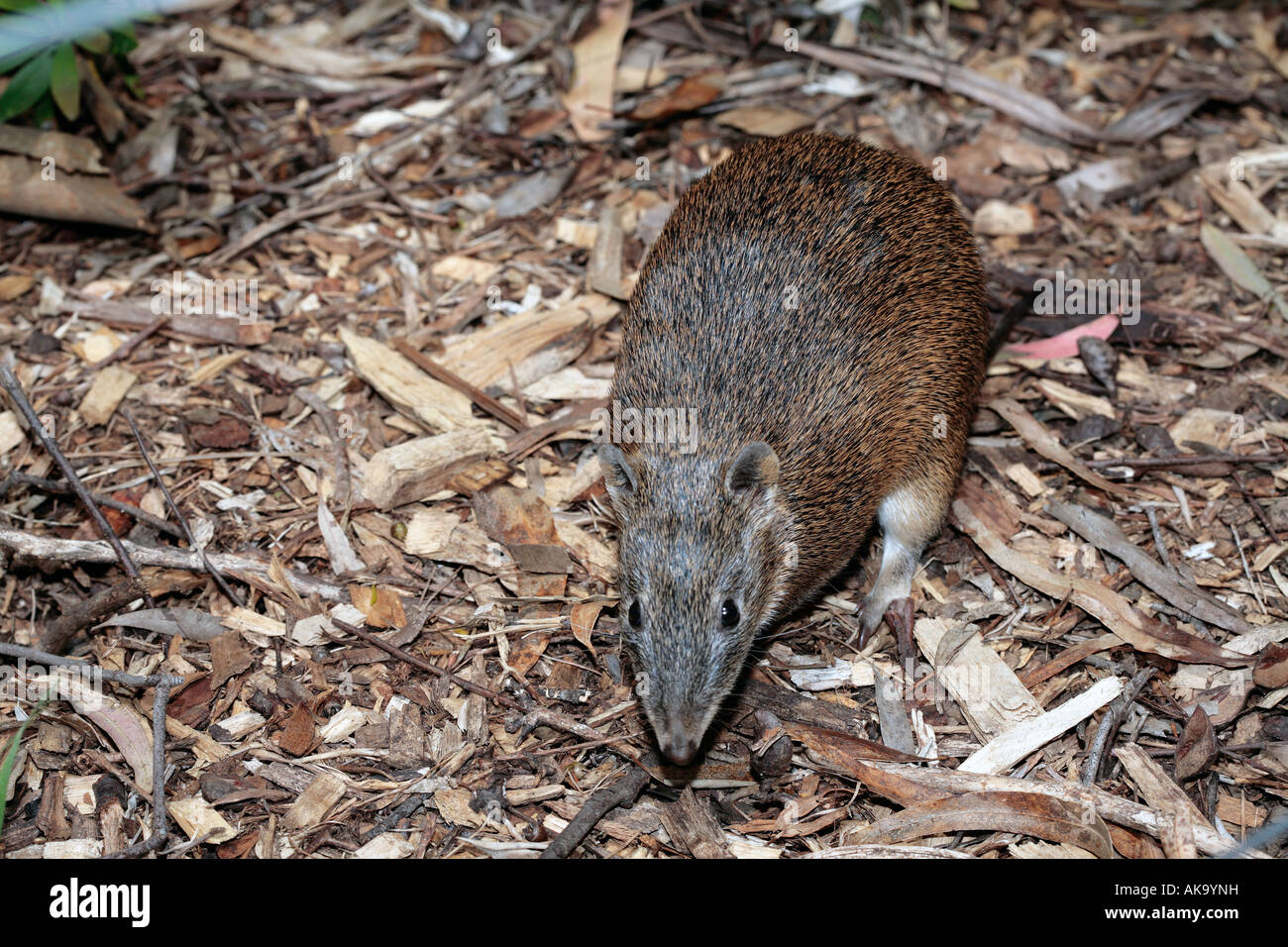 Southern Brown Bandicoot -Isoodon obesulus Foto Stock