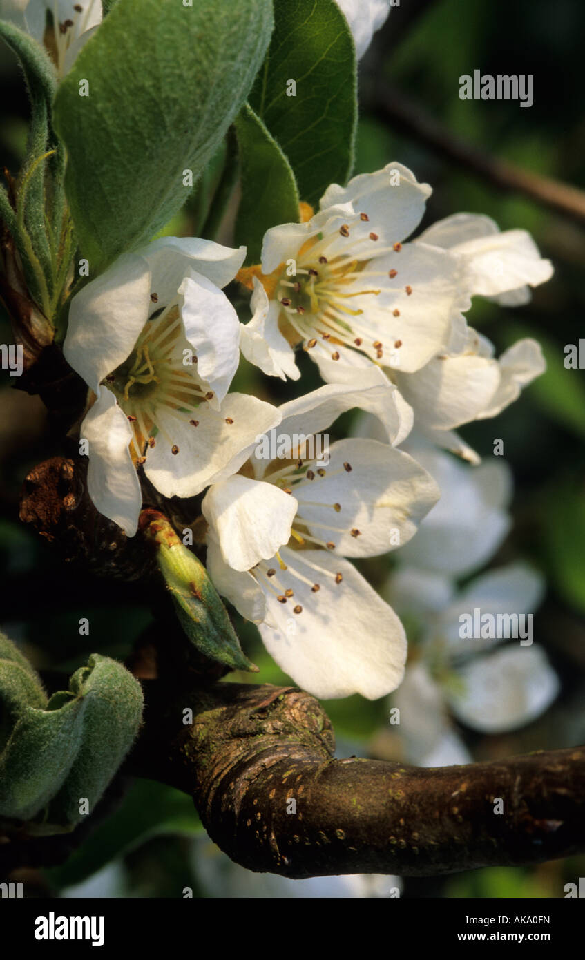 Pera blossom Jeanne d Arc Foto Stock