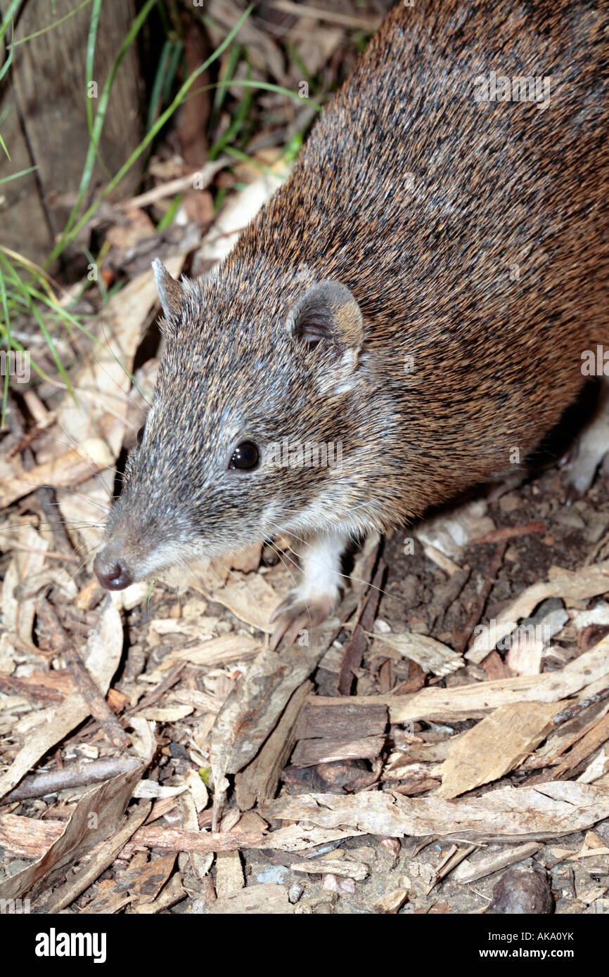 Southern Brown Bandicoot -Isoodon obesulus Foto Stock