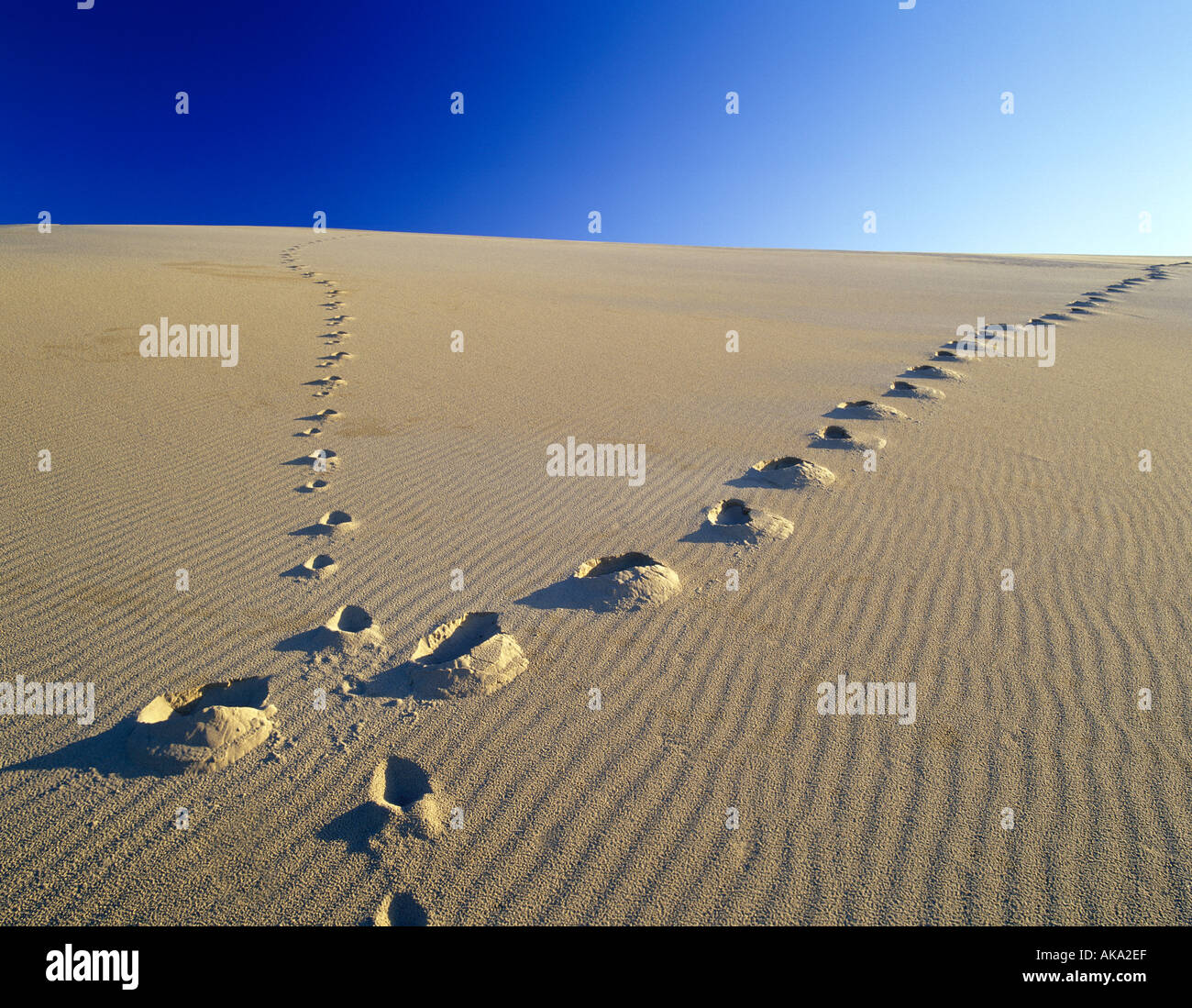 M00403M Footprint tiff fino dune di sabbia Oregon Dunes National Area Ricreativa Oregon Foto Stock