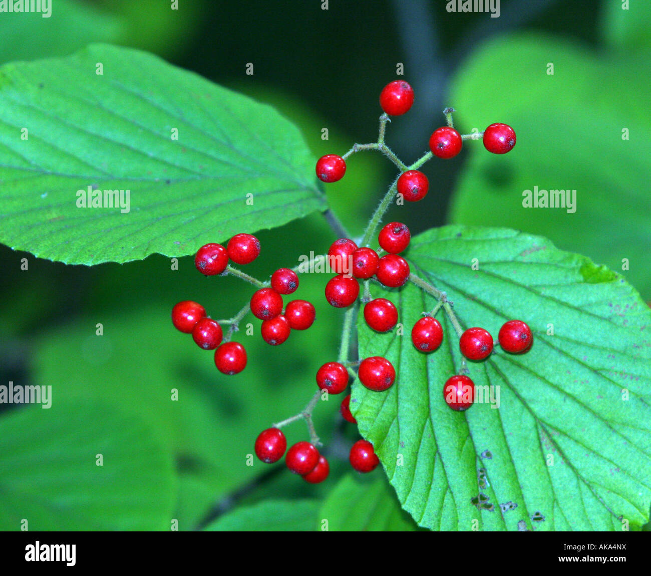 Molto rosso autunno bacche. Con vibriant fogliame verde. Foto Stock