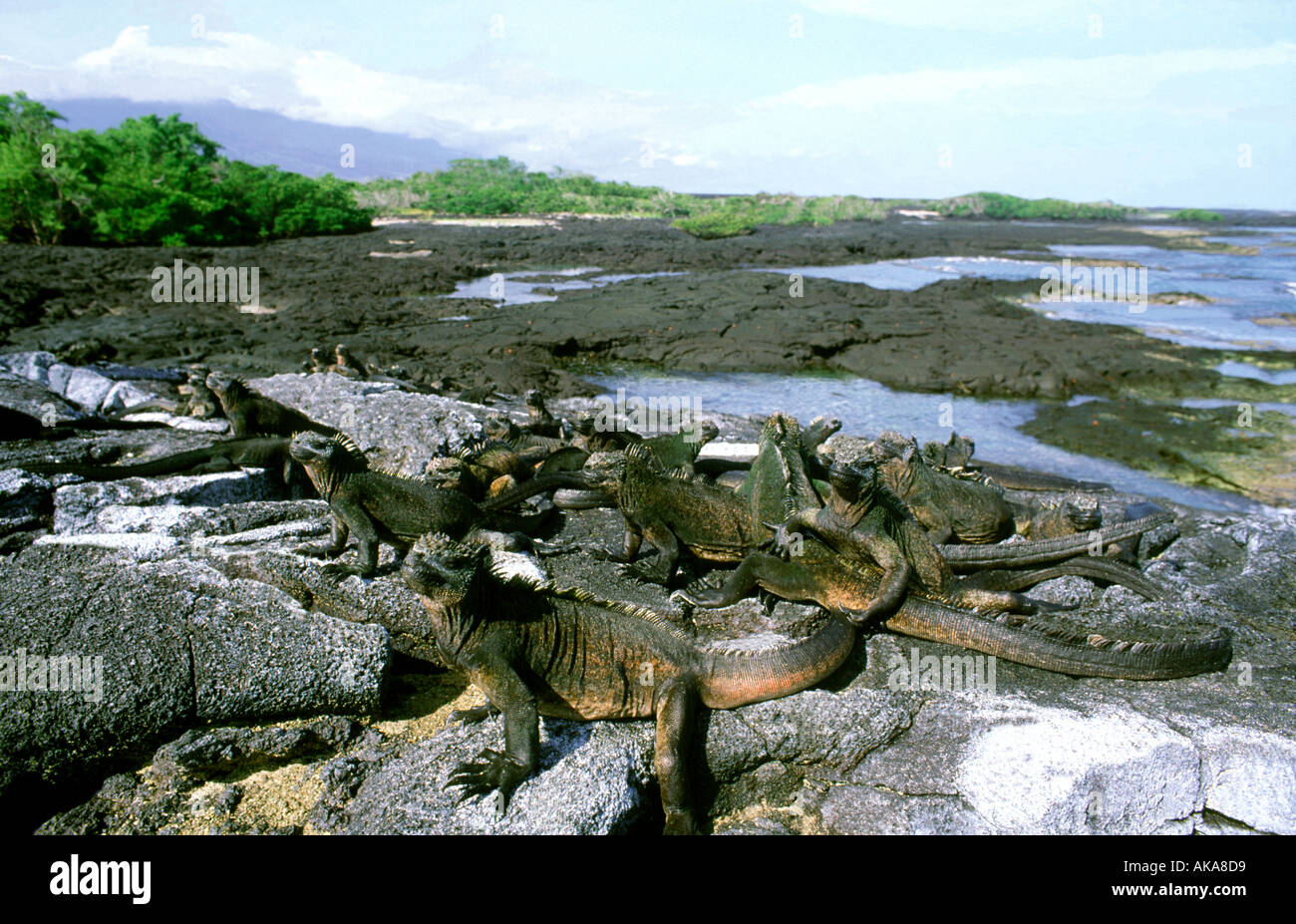 Iguane Marine (Amblyrhynchus cristatus). Fernandina Island. Isole Galapagos. Ecuador Foto Stock
