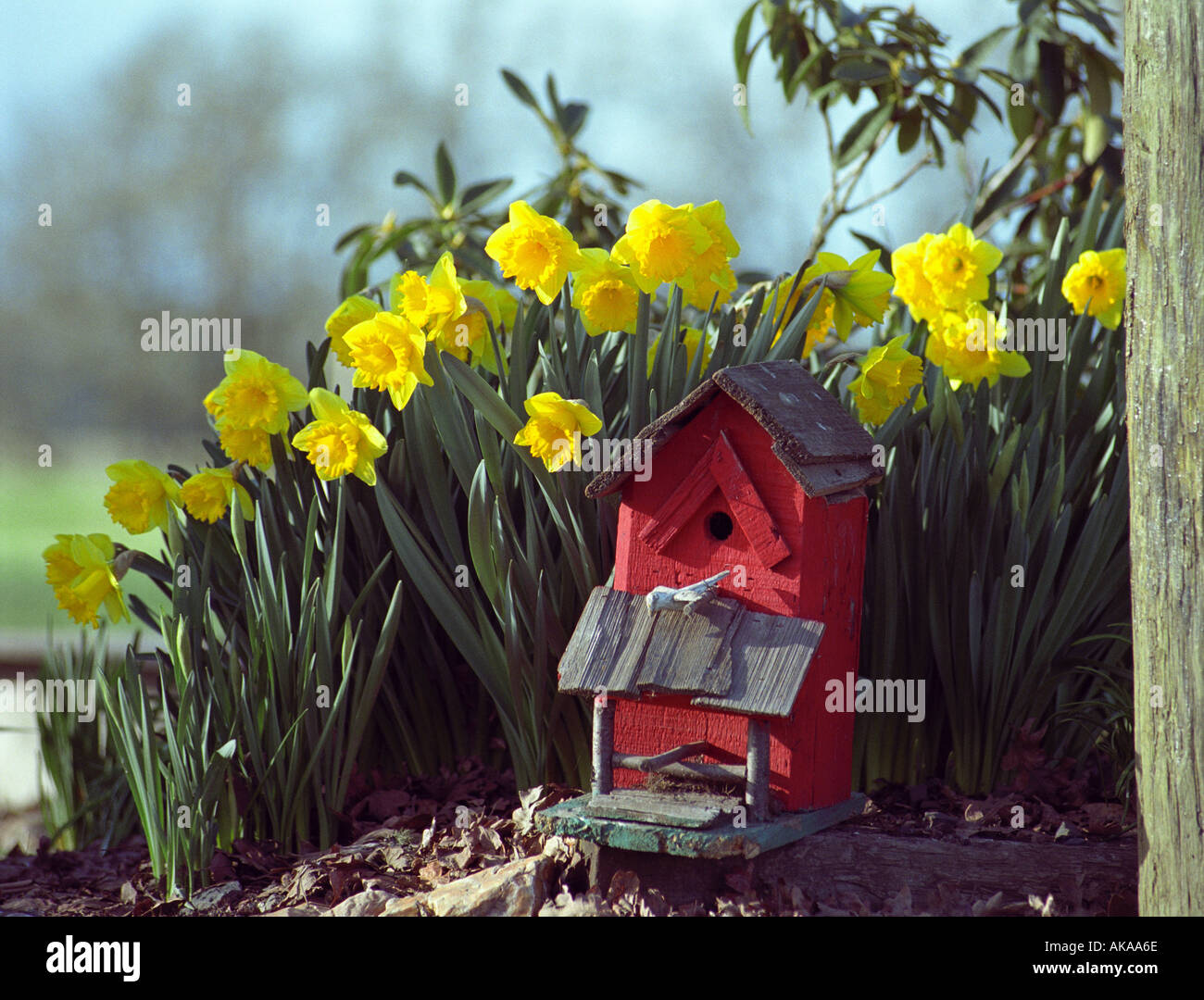 Birdhouse seduta dalla molla narcisi Foto Stock