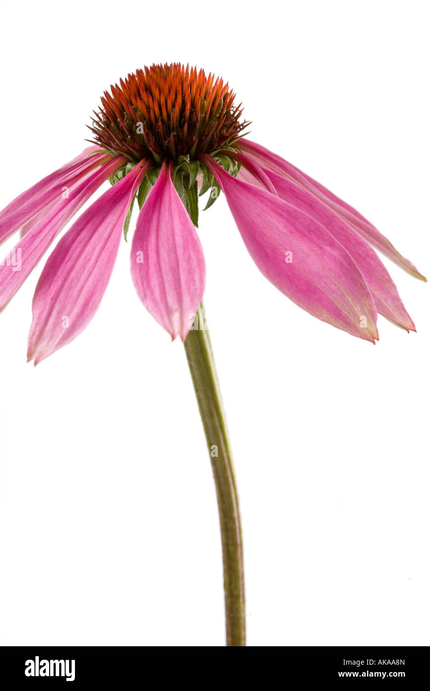 Echinacea porpora viola Coneflower Foto Stock