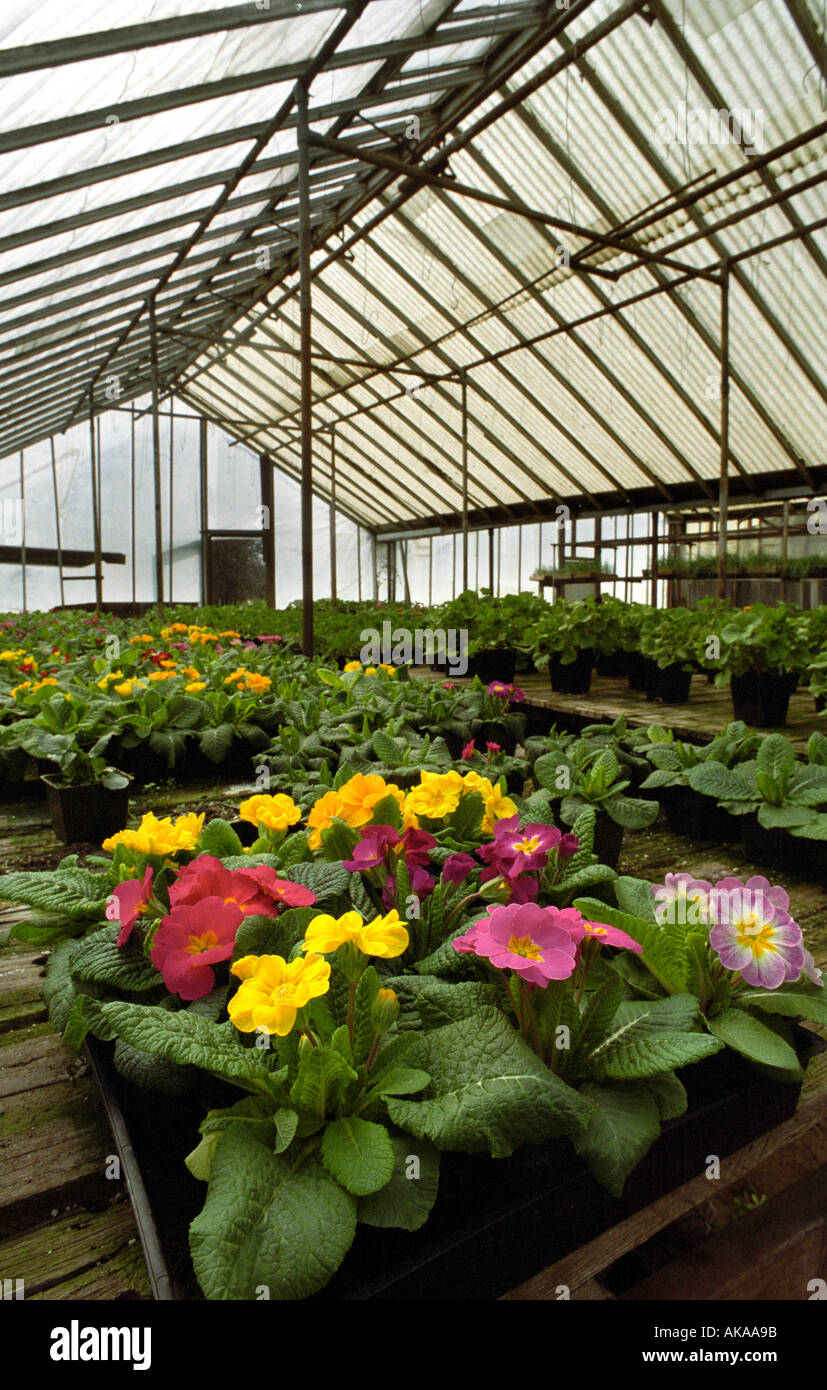 Serra di petunia Foto Stock