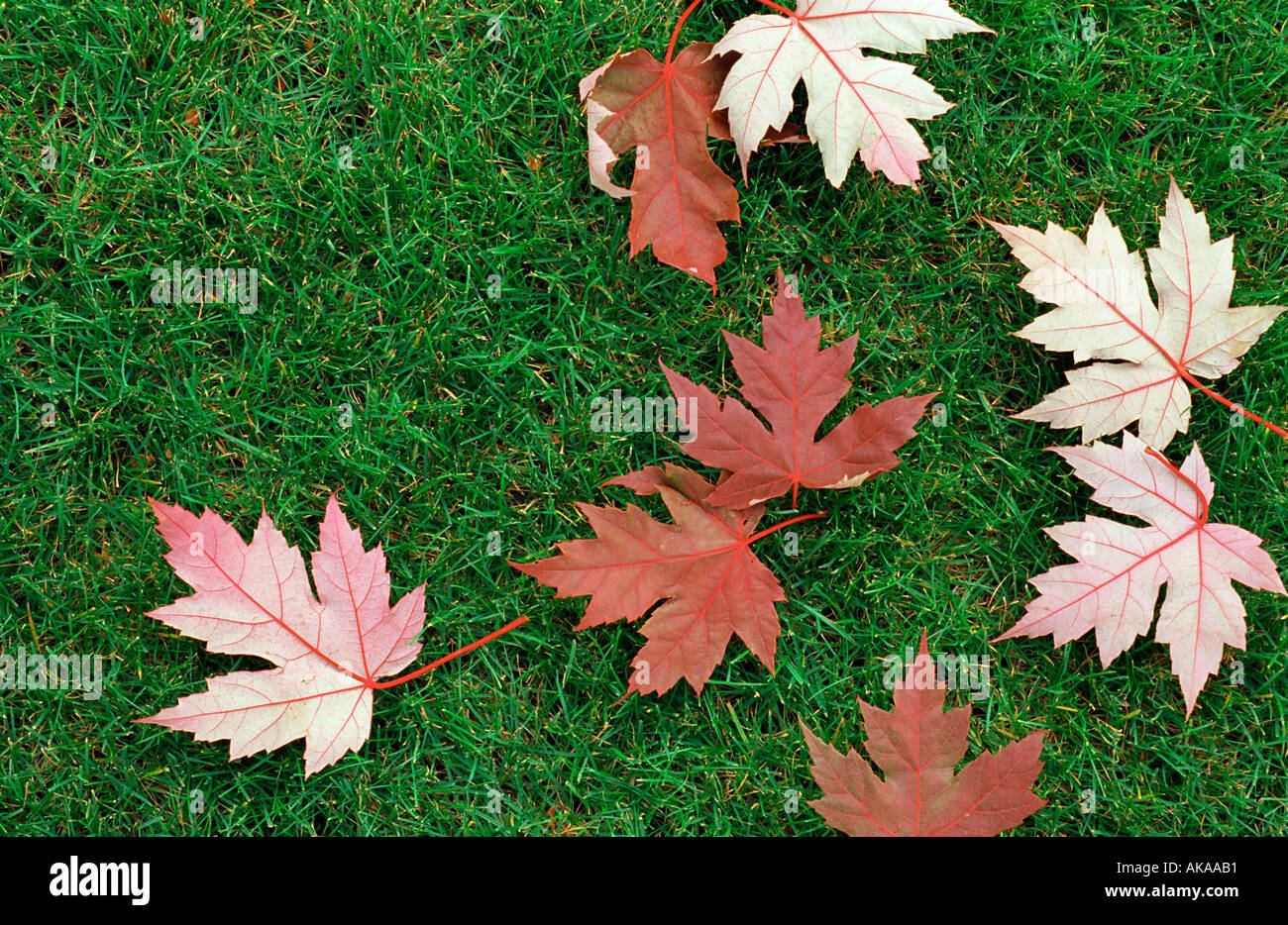 Aceri rossi su erba verde Foto Stock