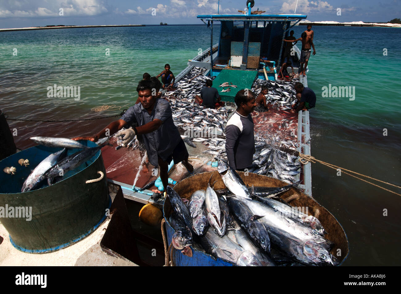 Maldive off pesci di caricamento Foto Stock