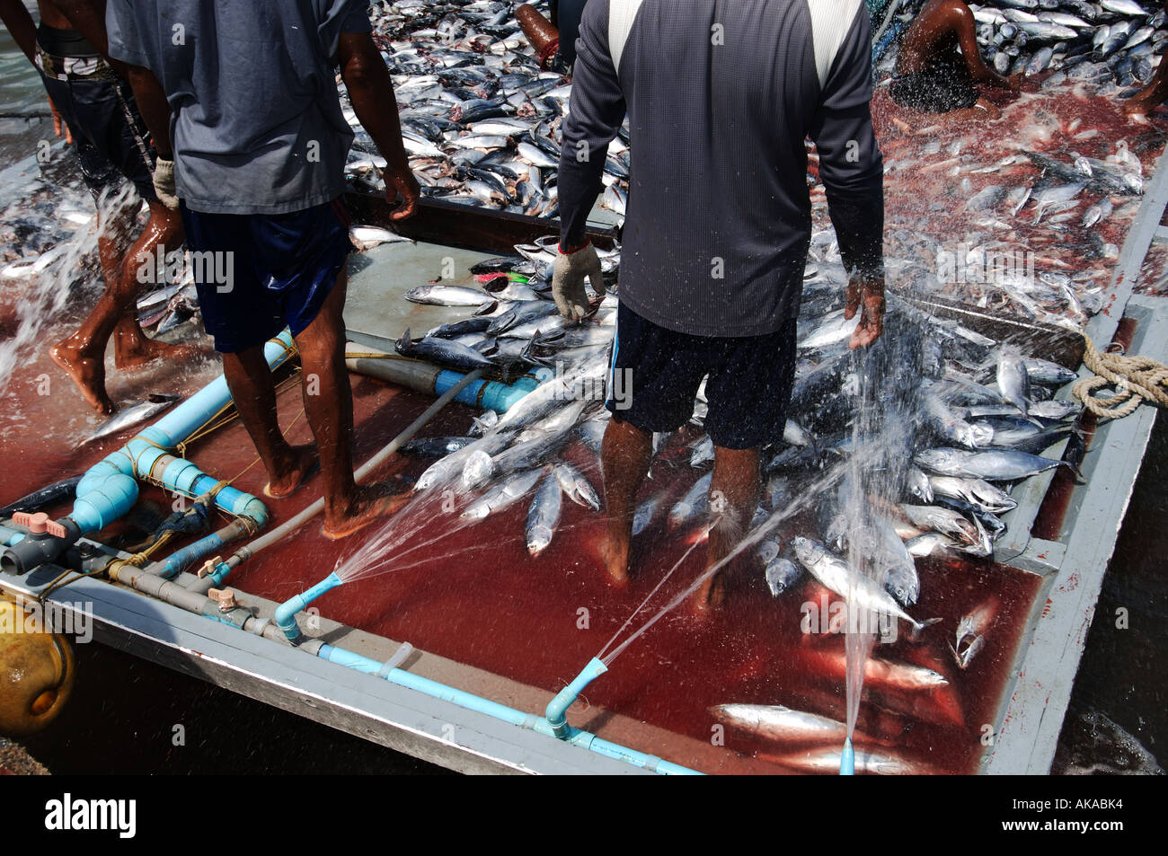 Maldive pulizia del pesce Foto Stock