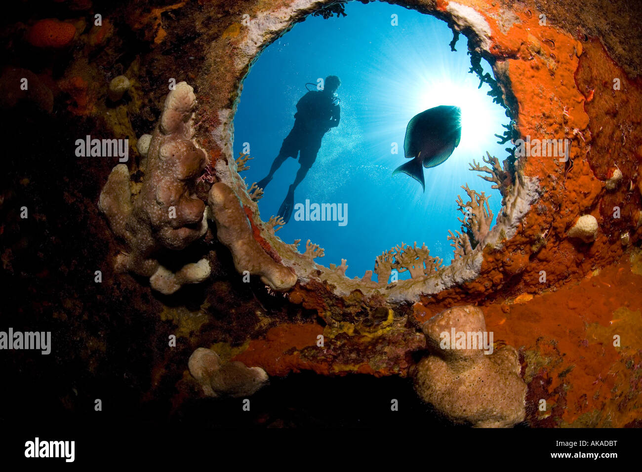 Voce maschile subacqueo è osservato attraverso il sottomarino oblò dell'HMS Endimione naufragio.. Foto Stock