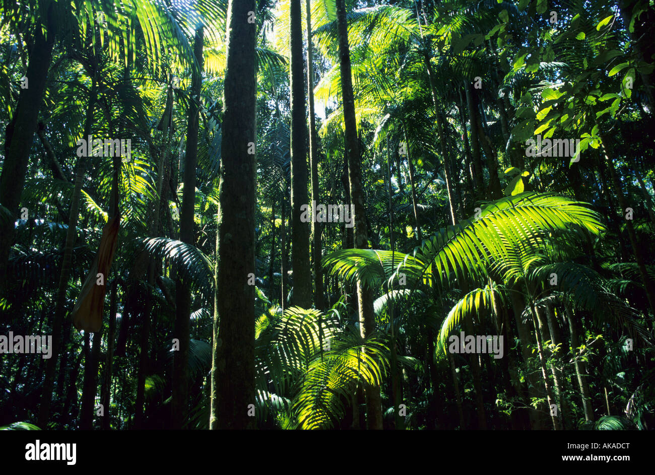 Le palme in una foresta pluviale tropicale nel bicchierino National Park NSW Australia Foto Stock