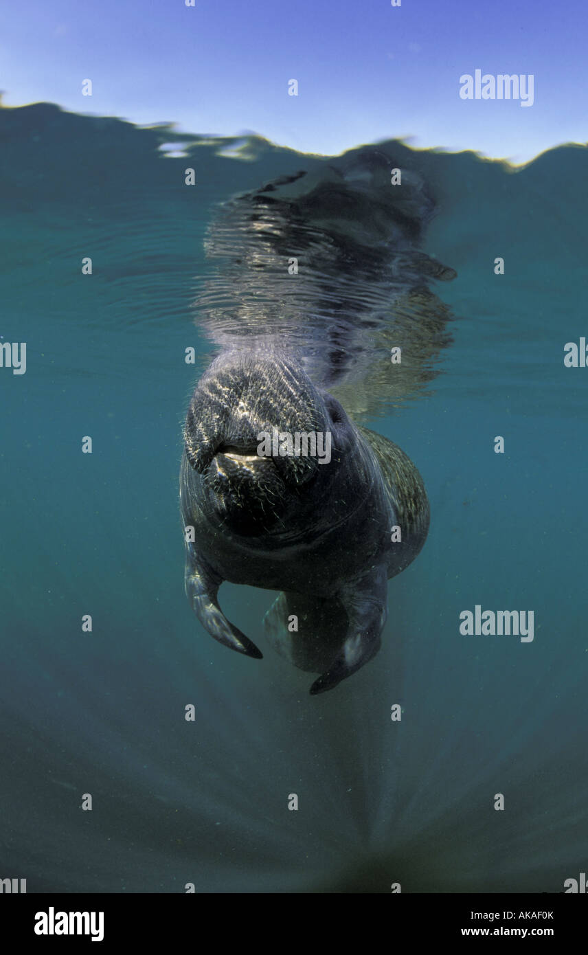 Florida manatee alza il muso verso la superficie dell'acqua per respirare aria di Foto Stock
