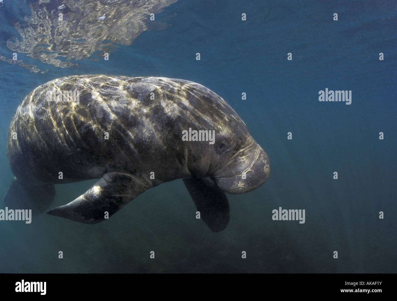 Florida lamantino (Trichechus manatus latirostris), spostando lentamente attraverso l'acqua, Crystal Springs, in Florida Foto Stock