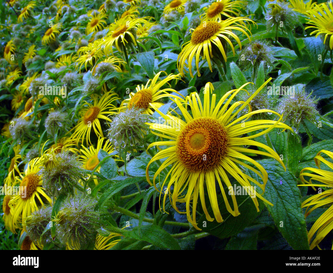 Inula hookeri drift su strada orlo in Galles Centrale Foto Stock