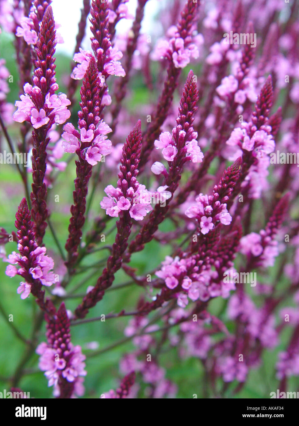 La verbena ardito perenne giardino biennale di confine pianta Foto Stock