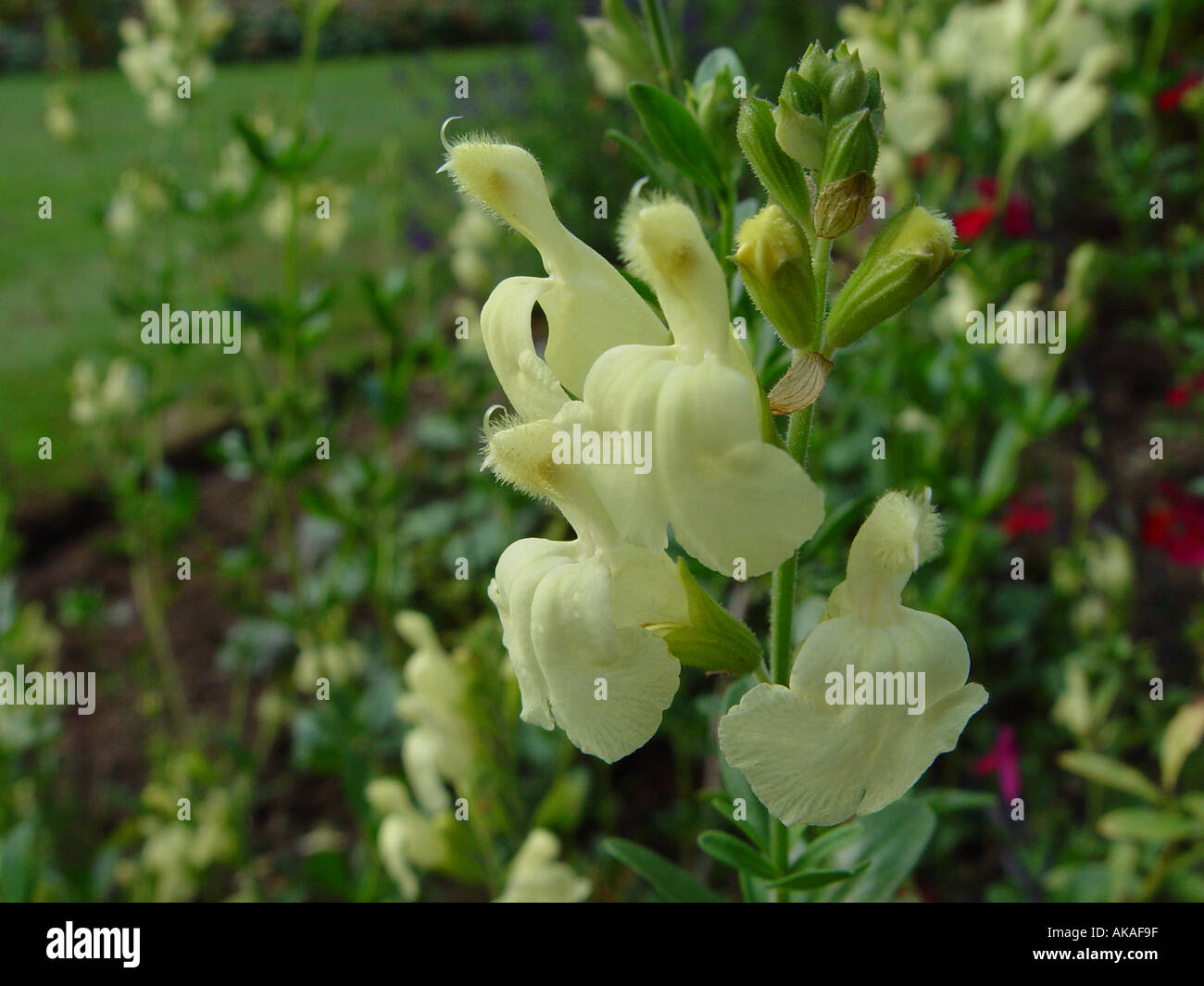 Salvia greggii Sungold ardito perenne di salvia Foto Stock
