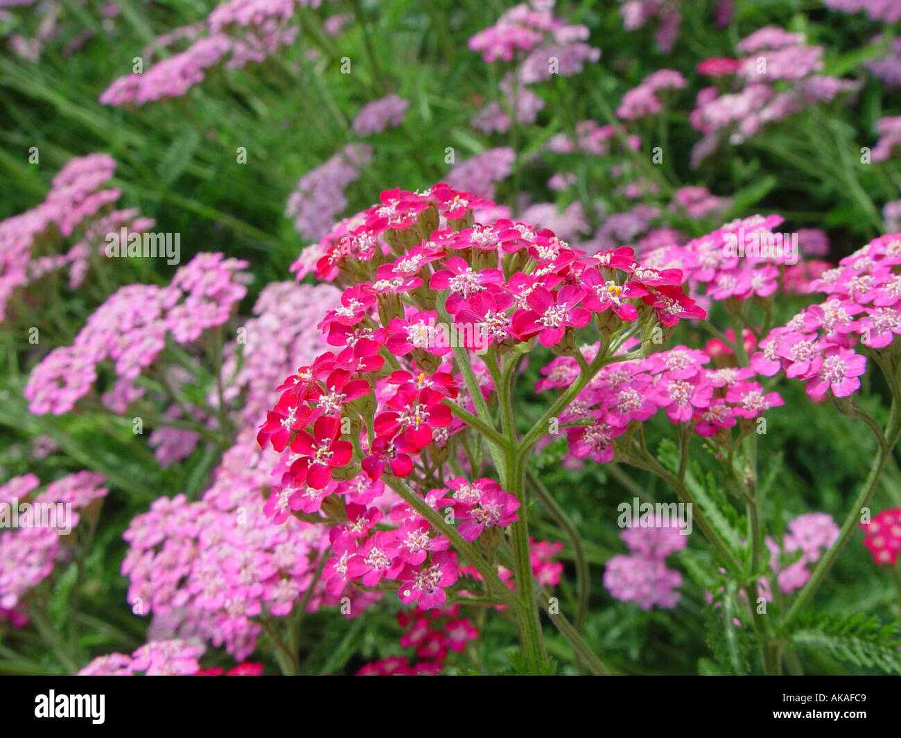 Achillea Cerise Queen Yarrow Foto Stock