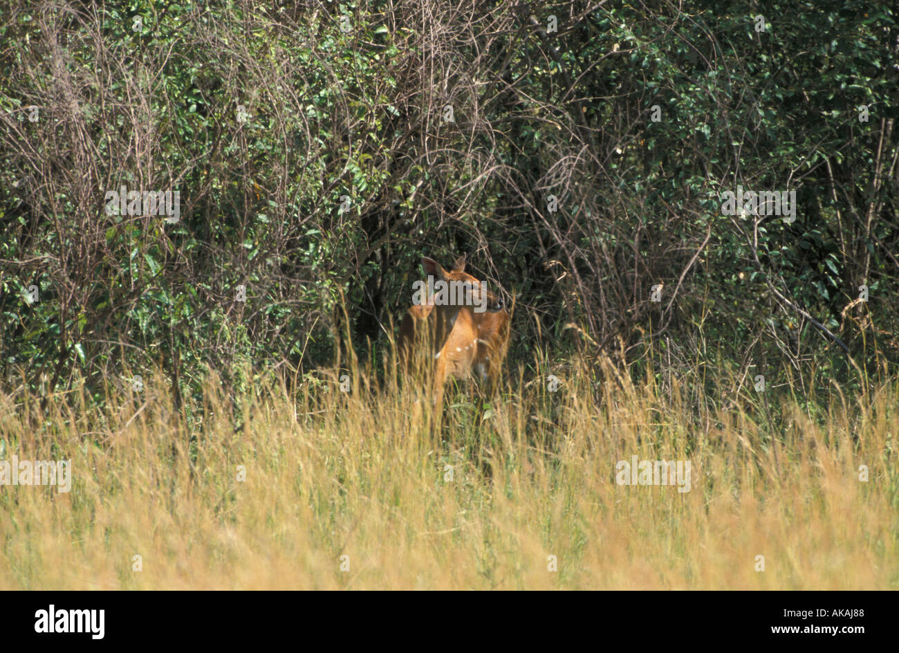 Bushbuck Tragelaphus scriptus femmina Foto Stock