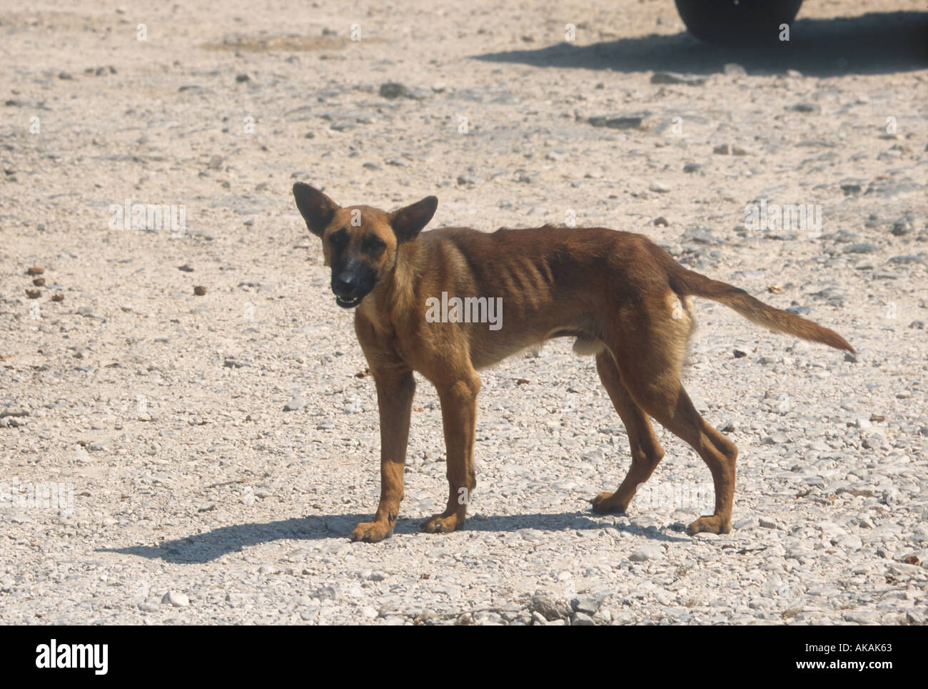 Cane domestico cane randagio Foto Stock
