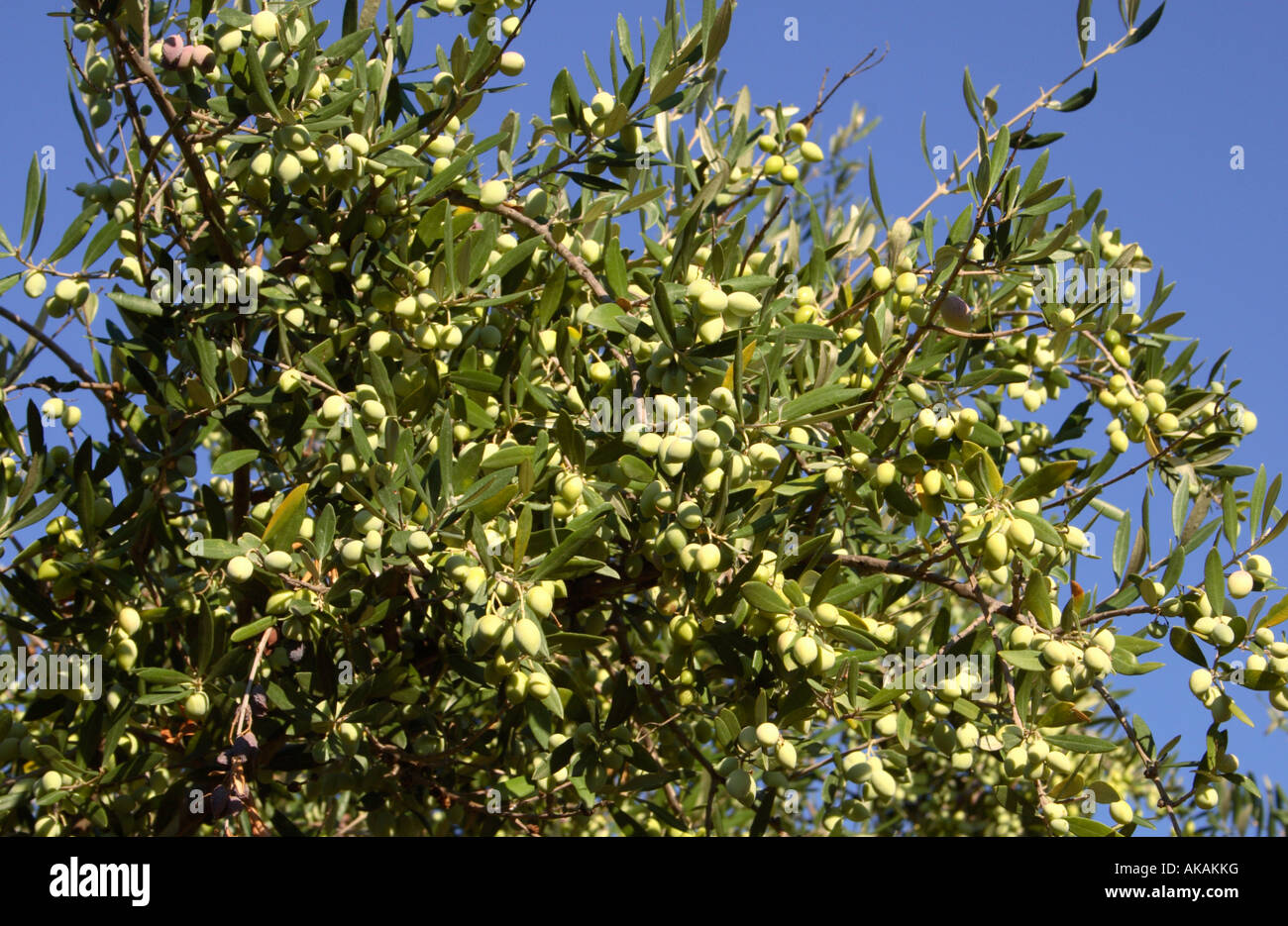 Le olive crescono su un albero in Alykes, Zante, Grecia. Foto Stock